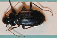 Leistus spinibarbis