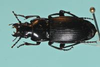 Abax parallelus