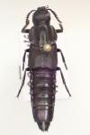 Quedius dilatatus