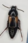 Tachinus subterraneus