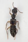 Rugilus orbiculatus