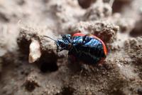 Chrysomela populi