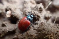 Chrysomela populi