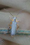 Cantharis nigricans