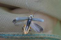 Cantharis nigricans