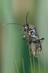 Cantharis