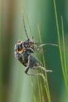 Cantharis