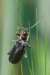 Cantharis