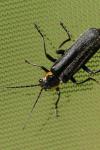 Cantharis