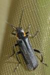 Cantharis