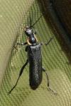 Cantharis