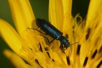 Psilothrix viridicoerulea