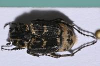 Valgus hemipterus