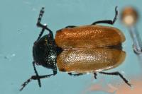 Labidostomis longimana