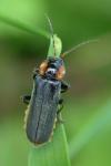 Cantharis fusca