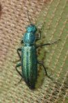 Psilothrix viridicoerulea