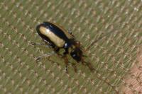 Calomicrus circumfusus