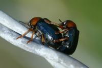 Smaragdina salicina