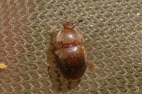 Cychramus luteus