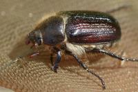 Amphimallon atrum