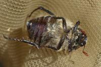 Amphimallon atrum
