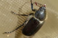Amphimallon atrum