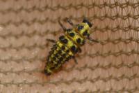 Psyllobora vigintiduopunctata