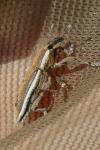 Lixus ochraceus