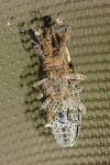 Lixus ochraceus