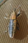 Lixus ochraceus