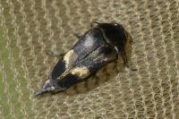 Variimorda