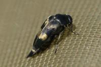 Variimorda