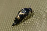 Variimorda
