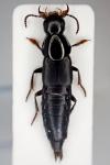 Quedius lateralis