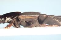Quedius lateralis