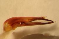 Quedius lateralis