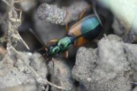 Anchomenus dorsalis