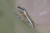 Lixus ochraceus