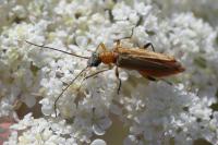 Oedemera podagrariae