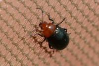 Podagrica fuscipes
