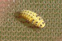 Psyllobora vigintiduopunctata