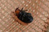 Podagrica fuscipes