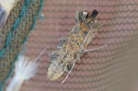 Lixus ochraceus