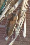 Lixus ochraceus