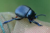 Timarcha goettingensis