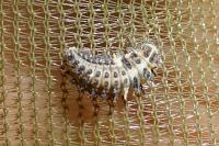 Exochomus quadripustulatus