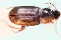 Pseudoophonus griseus