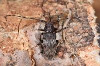 Mesosa nebulosa