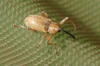 Dorytomus longimanus