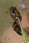 Smaragdina salicina